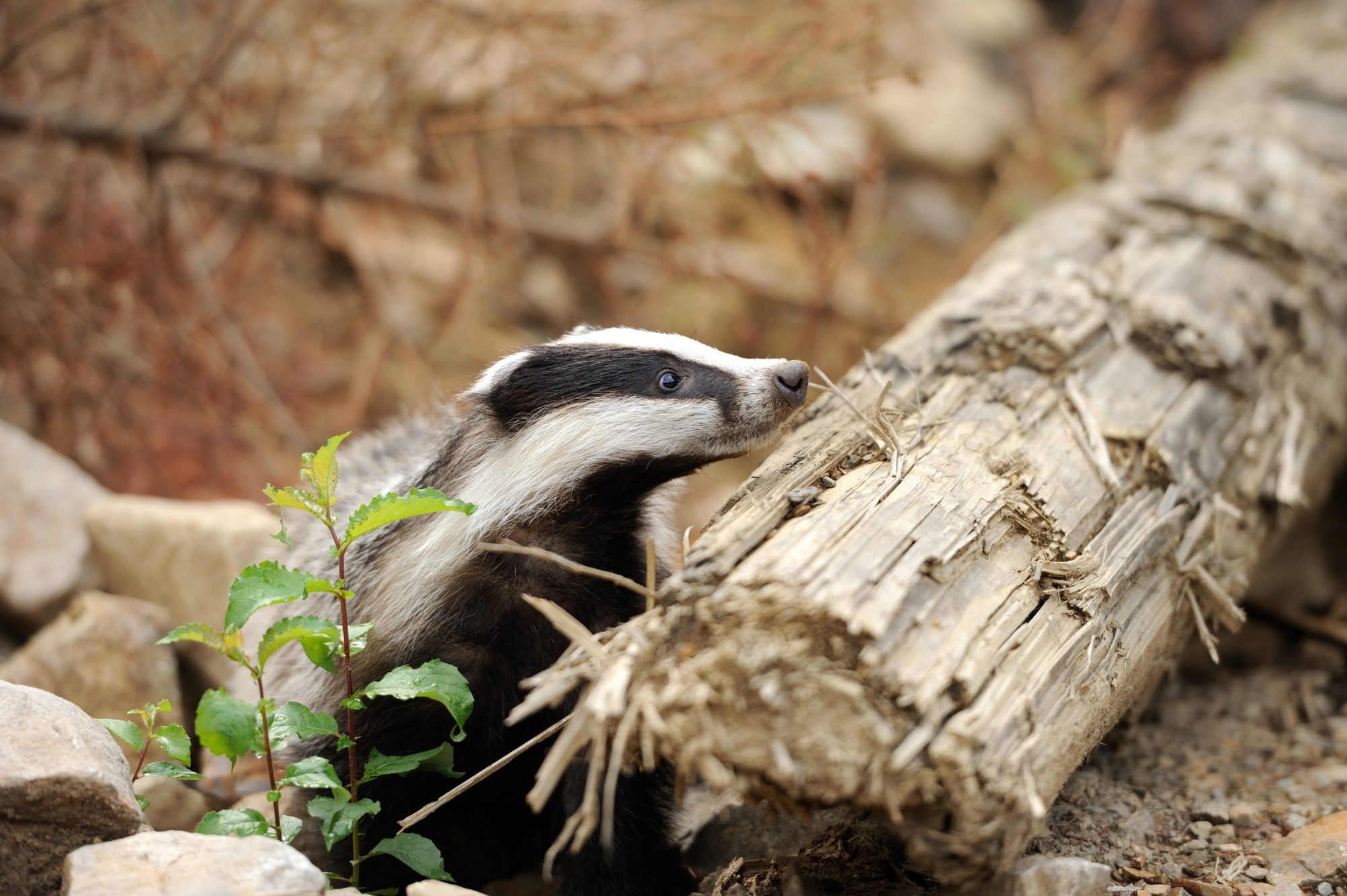 Comment Se Debarrasser Des Blaireaux Dans Votre Jardin