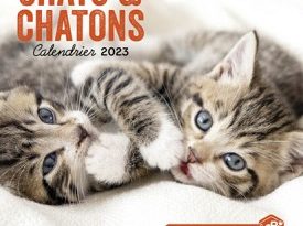 chats-chatons-calendrier-2023-hugo-cie